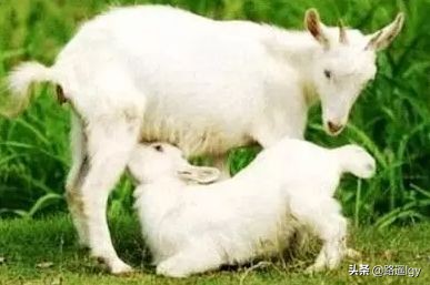 银行存款10万送1只羊,为什么订婚要送一只羊？