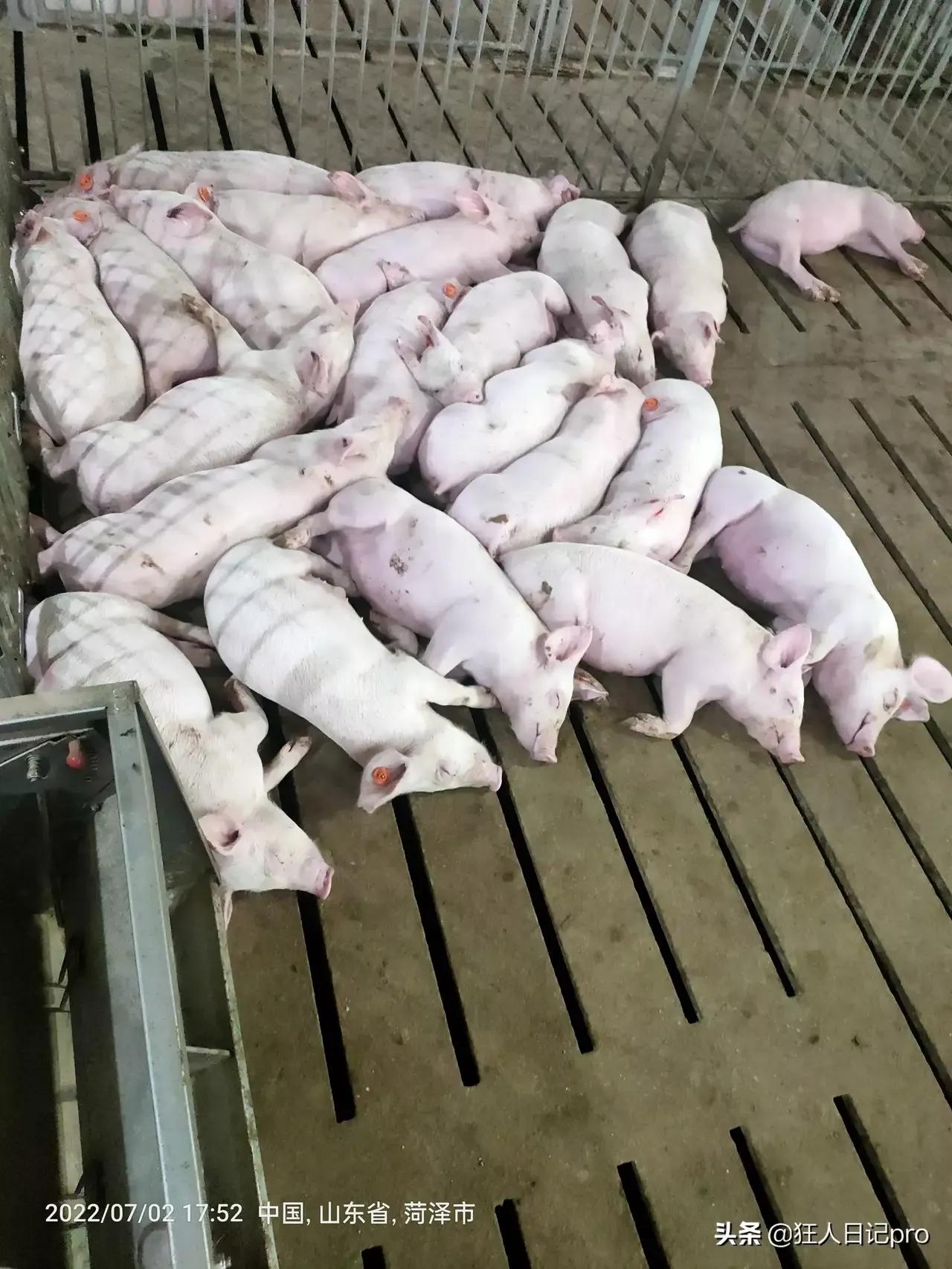 印度生育率下降,印度生育率下降了吗