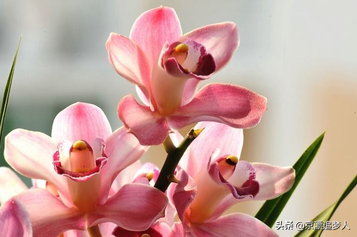 拒为夫捐肝被诉离婚,丈夫捐肝救妻