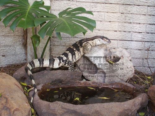 泰国弃婴遭巨蜥啃食,泰国巨蜥介绍?