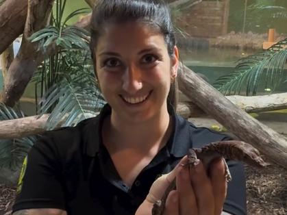 泰国弃婴遭巨蜥啃食,泰国蜥蜴有毒么?