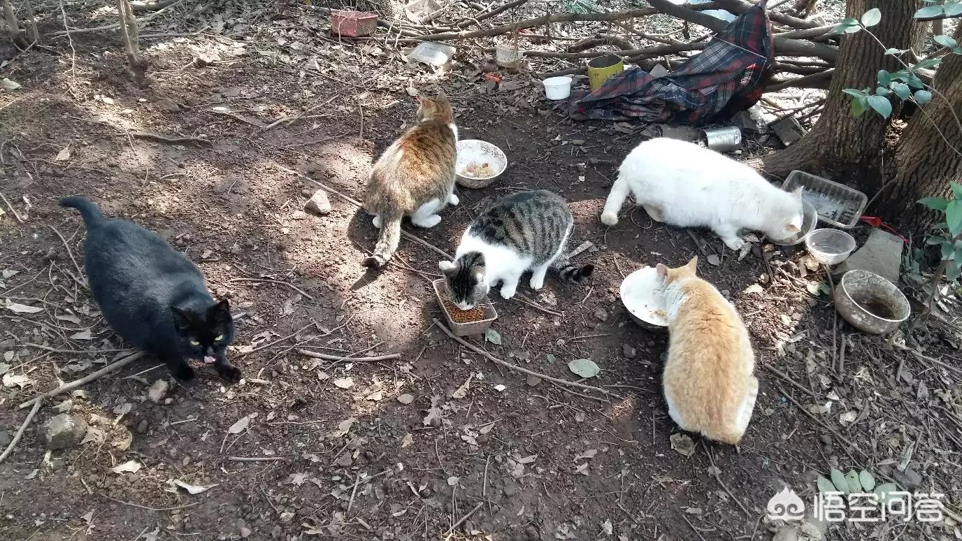 老师当学生面踩死猫,一只可爱的小猫，被一个穿着高跟鞋的女人用鞋跟踩死了猫，并把他拍下来放在网上，后来网友们据人肉搜索把这个女人和拍这段视频的男士找到了，他们应该承担责任吗？