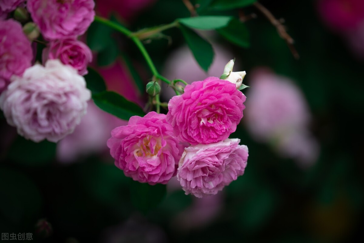 实验猴明年订单排满,实验猴养殖成本与利润？