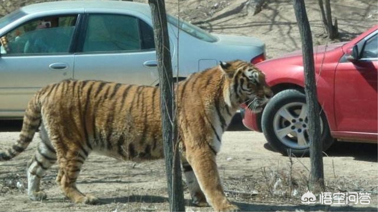 动物园自驾被老虎追,动物园怎么叫老虎过来？