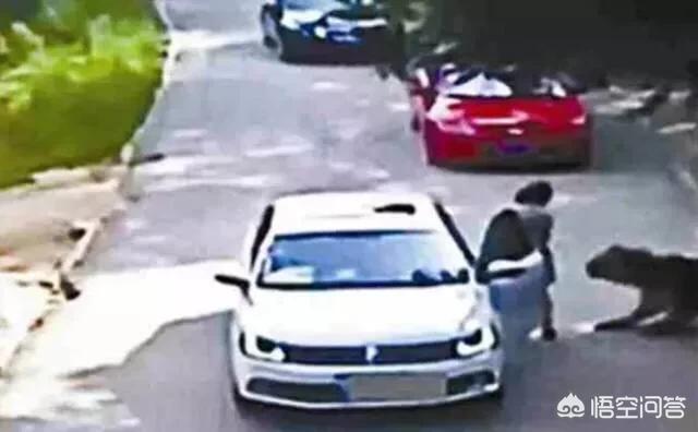 动物园自驾被老虎追,杭州动物园出逃的第三只虎怎么样了？