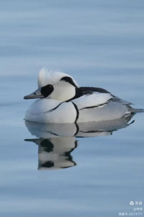 山西出现熊猫鸭,山西熊猫和四川熊猫的区别?