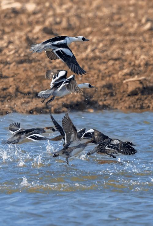 山西出现熊猫鸭,山西出现熊猫鸭的地方