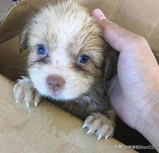 流浪狗基地现狗吃狗,流浪狗吃小狗