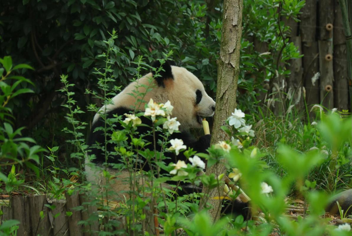 山西出现熊猫鸭,山西有大熊猫吗?