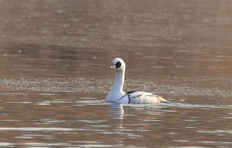 山西出现熊猫鸭,山西有熊猫吗?