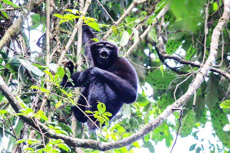 云南现30多岁长臂猿,云南现30多岁长臂猿有多少只