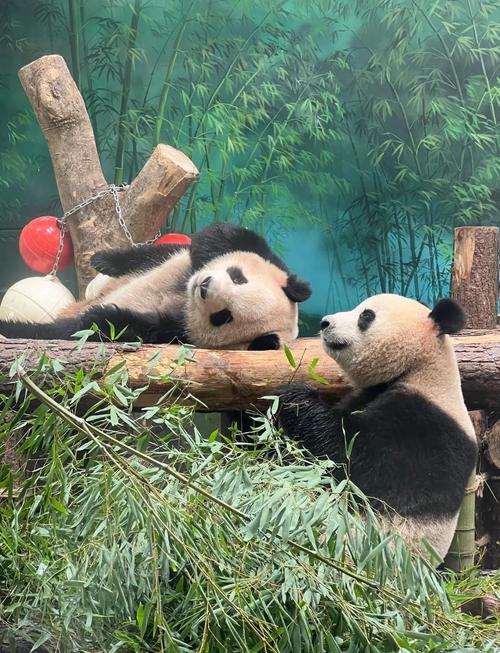 山西出现熊猫鸭,山西哪个动物园有熊猫?