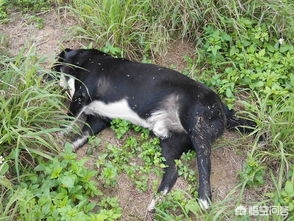 毒死9条狗获刑4年,一名男子在小区投放毒鸡肝，毒死六只宠物狗并获刑三年，对此你怎么看？