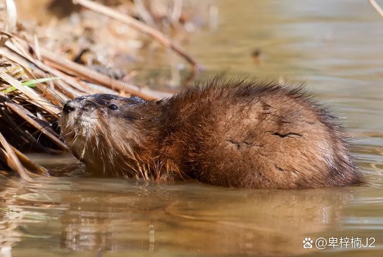 被窝钻进30厘米老鼠,被窝钻进30厘米老鼠会死吗
