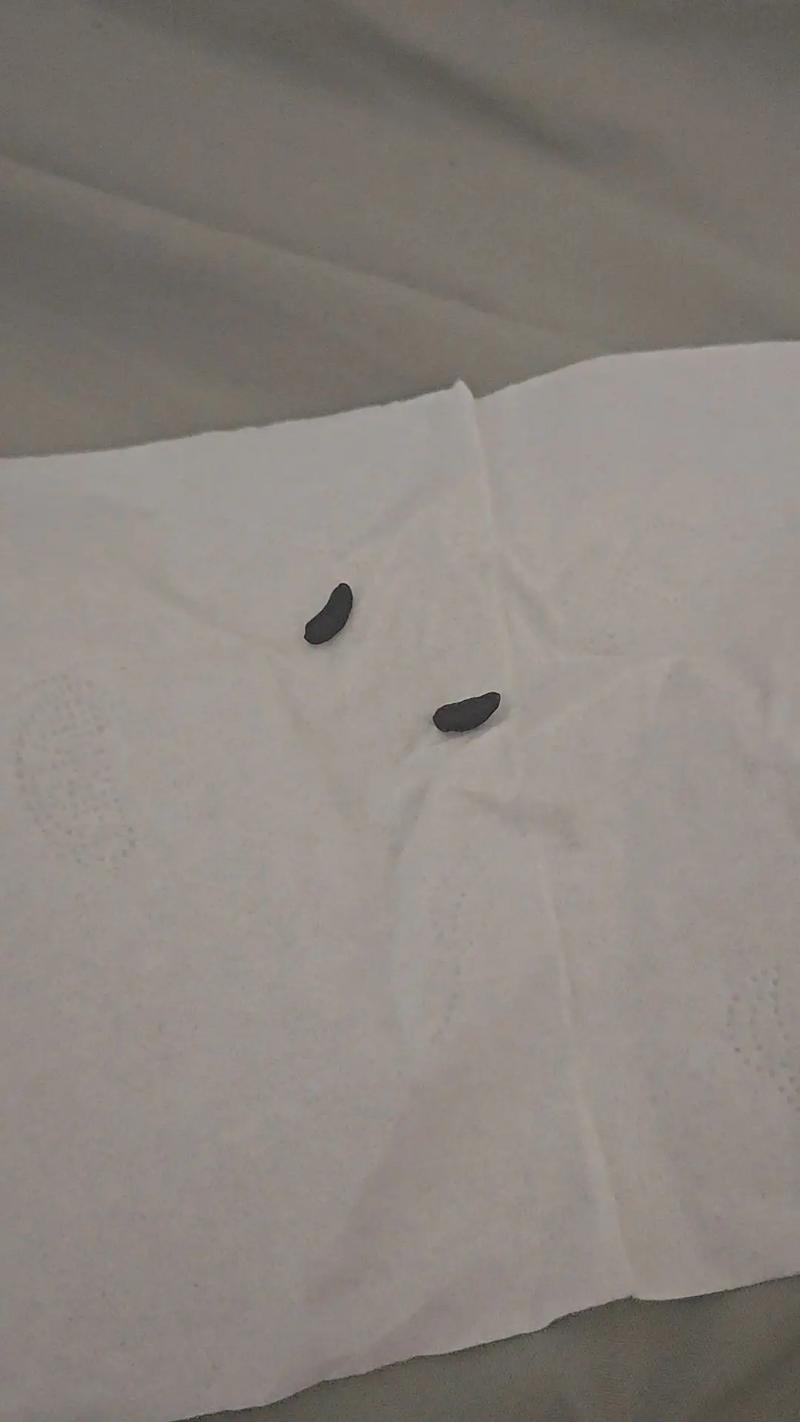 被窝钻进30厘米老鼠,棉被有老鼠屎怎么办?