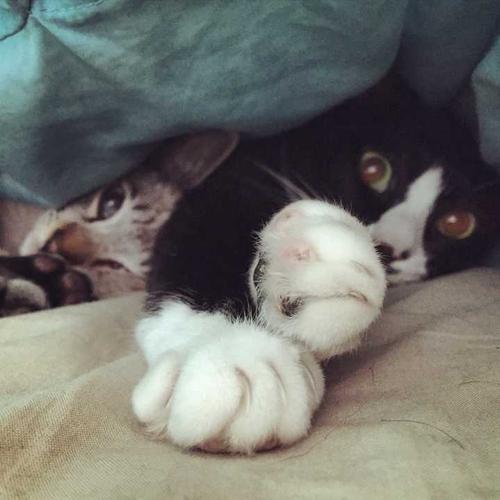 被窝钻进30厘米老鼠,房间里有老鼠,晚上他是否会爬上床和我一被窝同眠?老鼠咬人吗?