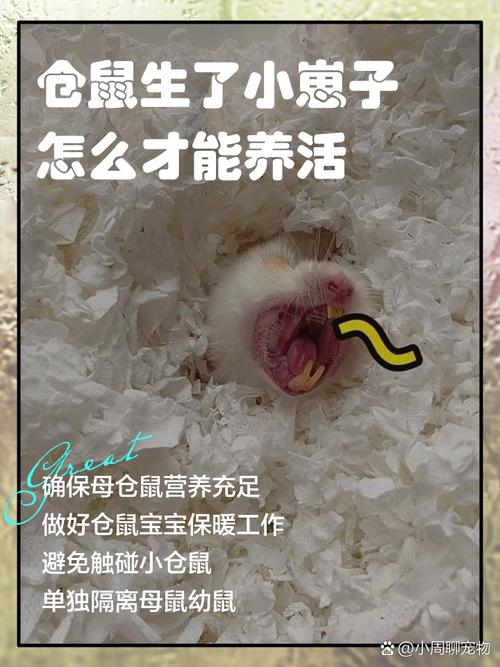 宠物鼠被带上高铁,为什么有人可以偷运仓鼠上高铁?