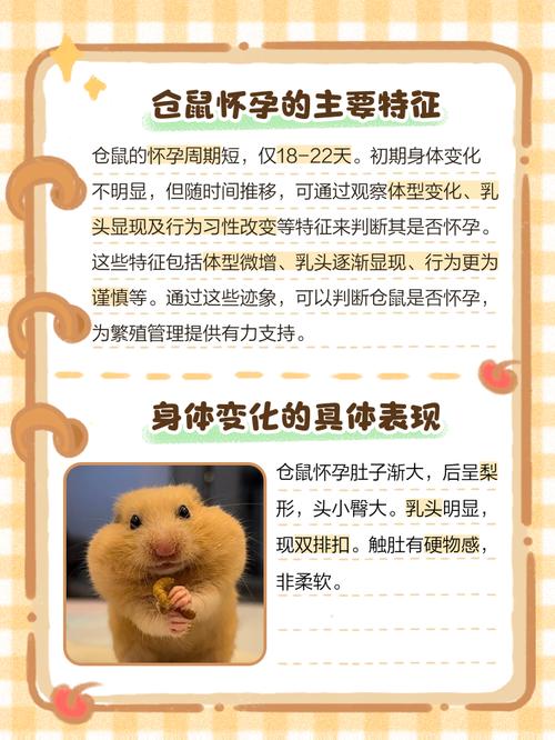 宠物鼠被带上高铁,怎么才能把仓鼠偷偷带上高铁?