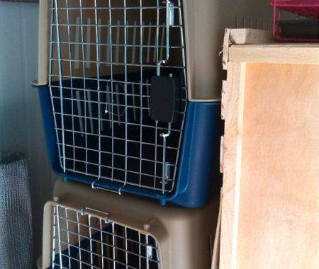 宠物鼠被带上高铁,怎么才能把仓鼠偷偷带上高铁? 宠物鼠被带上高铁,怎么才能把仓鼠偷偷带上高铁?