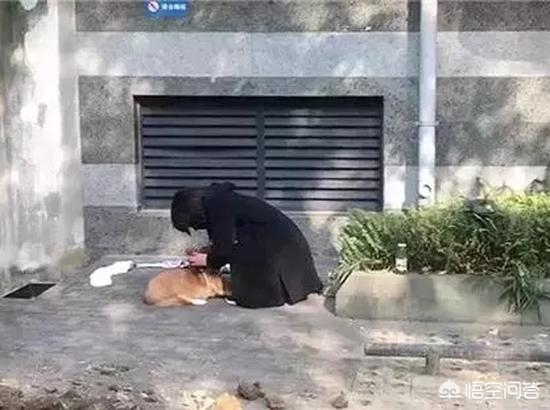 宠物店店员暴力摔狗,宠物店店员暴力摔狗怎么处理