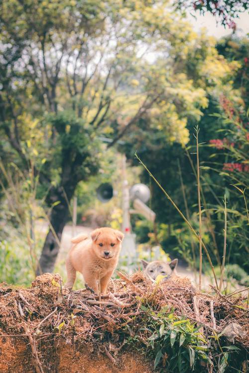 宠物鼠被带上高铁,宠物鼠被带上高铁会怎么样