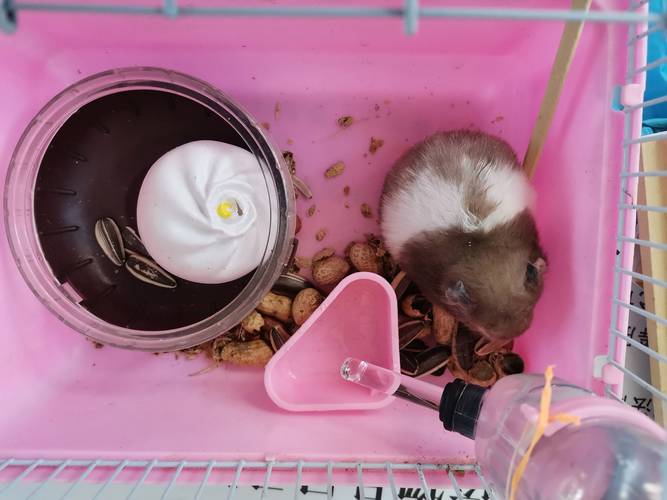 宠物鼠被带上高铁,宠物鼠被带上高铁引争议