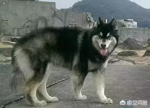 宠物店店员暴力摔狗,狗摔一下抽怎么回事？