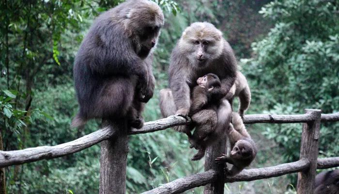 猴打架致胳膊剩骨头,猴打架的图片 猴打架致胳膊剩骨头,猴打架的图片