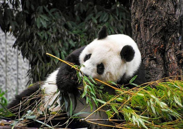 日本想继续养大熊猫,为什么要和日本合作研究大熊猫?