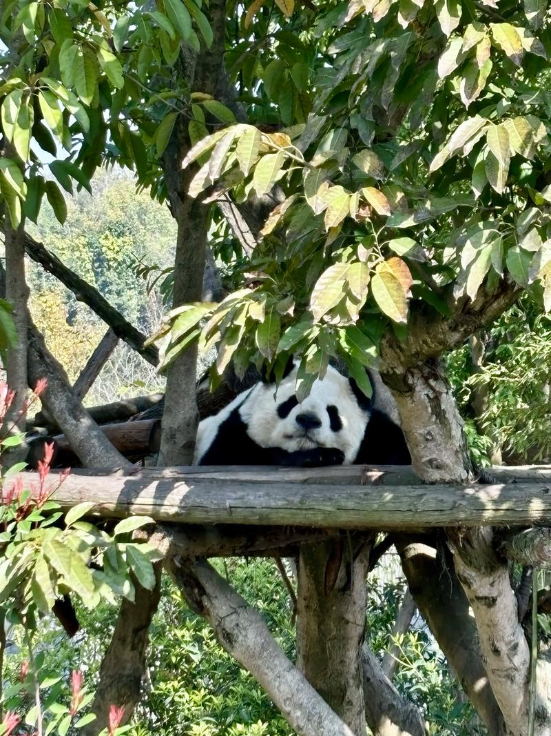 排4小时看熊猫1分钟,熊猫排黏一般会持续多久?