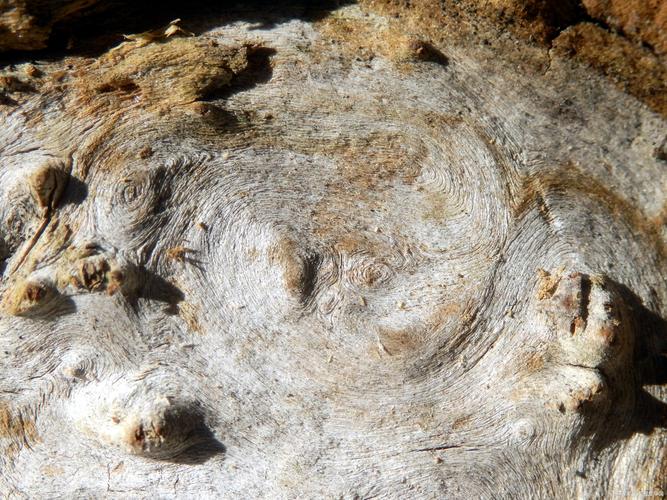 惊现2万恐龙足迹,恐龙脚印为什么凸起?