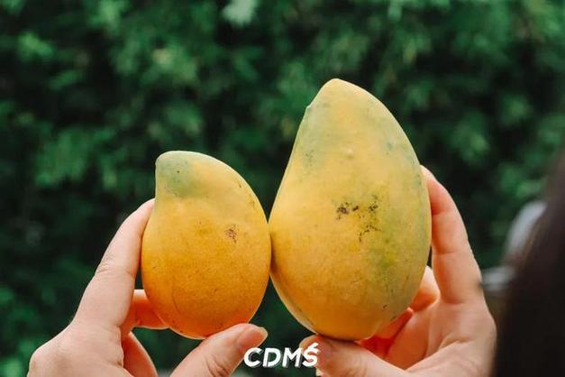 顶流水果狂降百元,谁才是夏天的顶流水果?