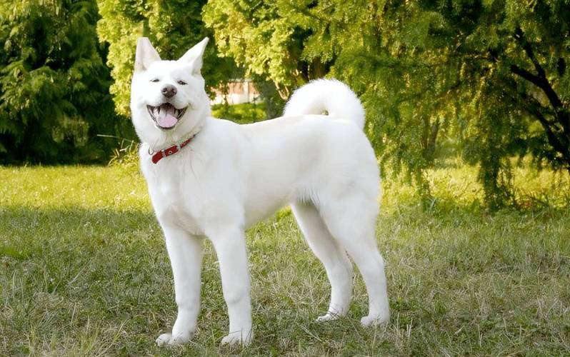 日本只能来台换柴犬,日本只能来台换柴犬嘛