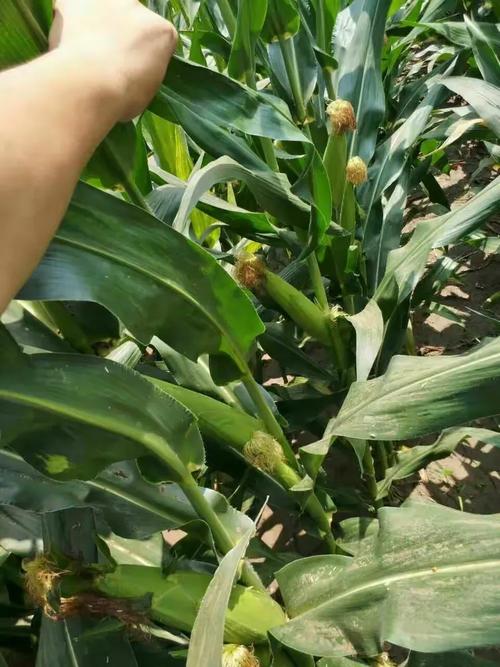 谎称包拿博士骗122万,禾博士122玉米种靠谱吗?