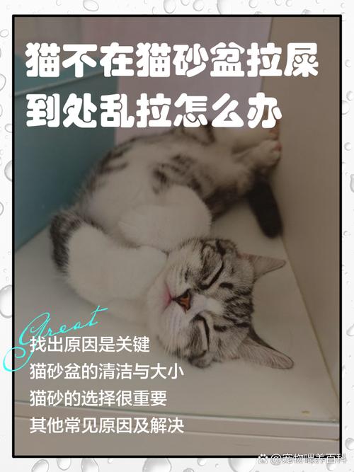猫在超市米中排泄,野猫在同一个地方排泄,怎么办?