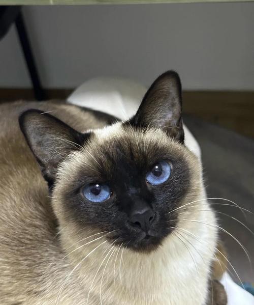 猫在超市米中排泄,家里的猫咪突然喜欢在沙发上排泄了?