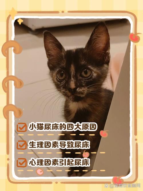 猫在超市米中排泄,小奶猫为什么总爱在沙发底下排泄?
