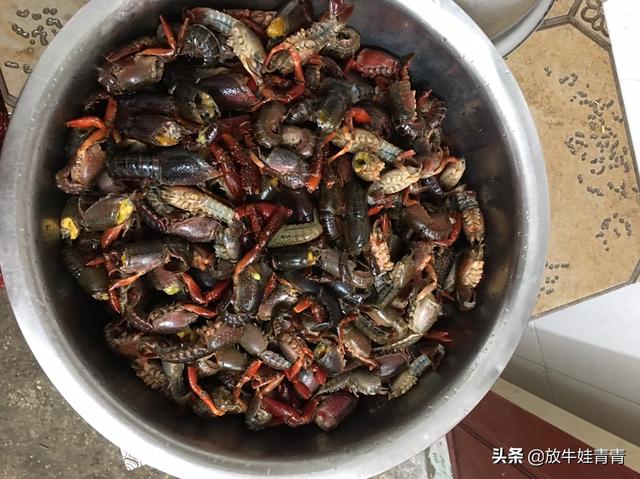 香港猪场爆非洲猪瘟,做养殖业能挣钱吗？