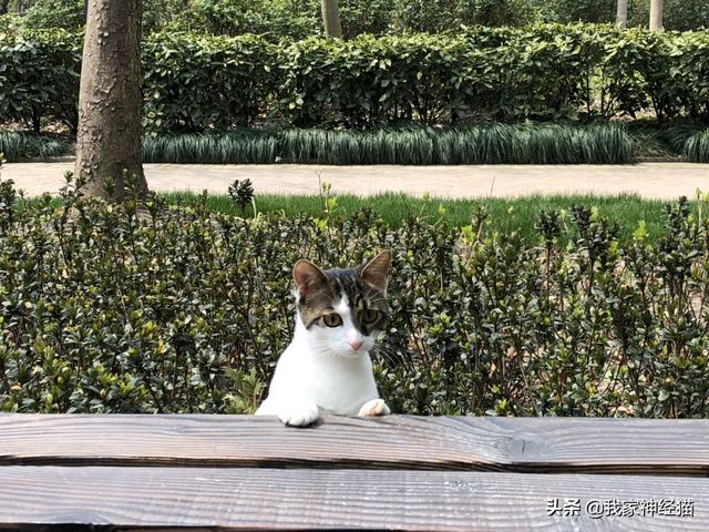 不拴绳遛20多条狗,不牵绳猫咪会丢吗？