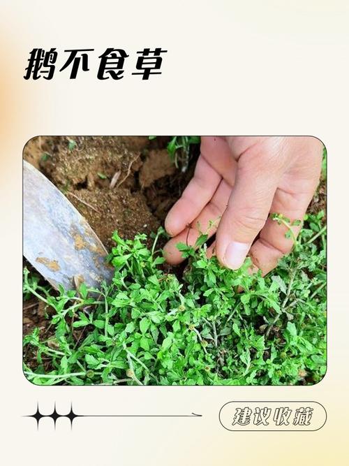 大鹅河沟突然消失,天胡荽的介绍?