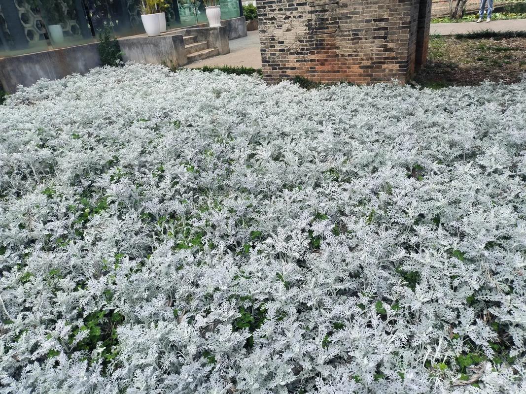 湿地公园现白色泡沫,湿地公园现白色泡沫的植物