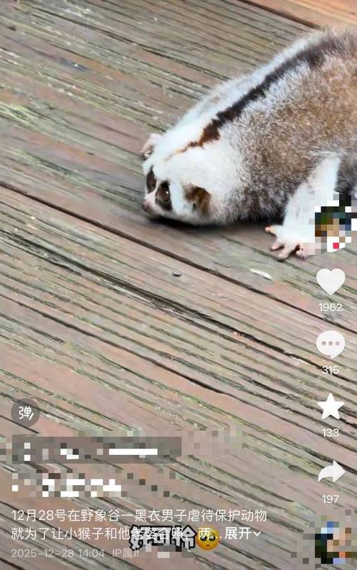 游客将蜂猴摔地离去,