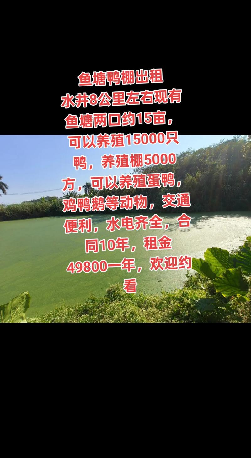 别墅遭侵占养鸡鸭,别墅小区能养鹅吗?