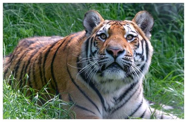 发114个淫秽视频获刑,老虎的寿命是多少?