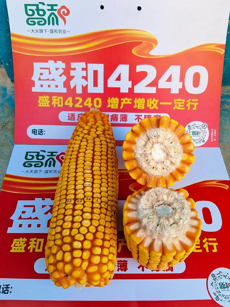 育补发放超2400万人,山西最好玉米品种?