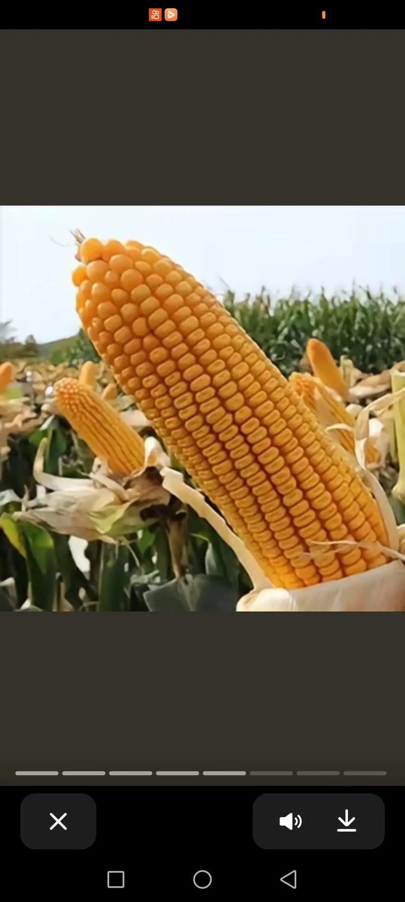 育补发放超2400万人,哪个玉米品种能高产?