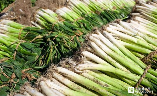 飙英语卖大葱火出圈,卖大葱的顺口溜说唱