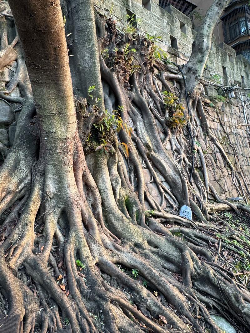 生命树疑被恶意评分,生命树侵权吗