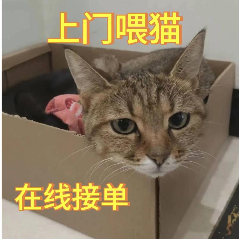 上门喂养宠物爆单,58同城宠物上门喂养怎么接单?